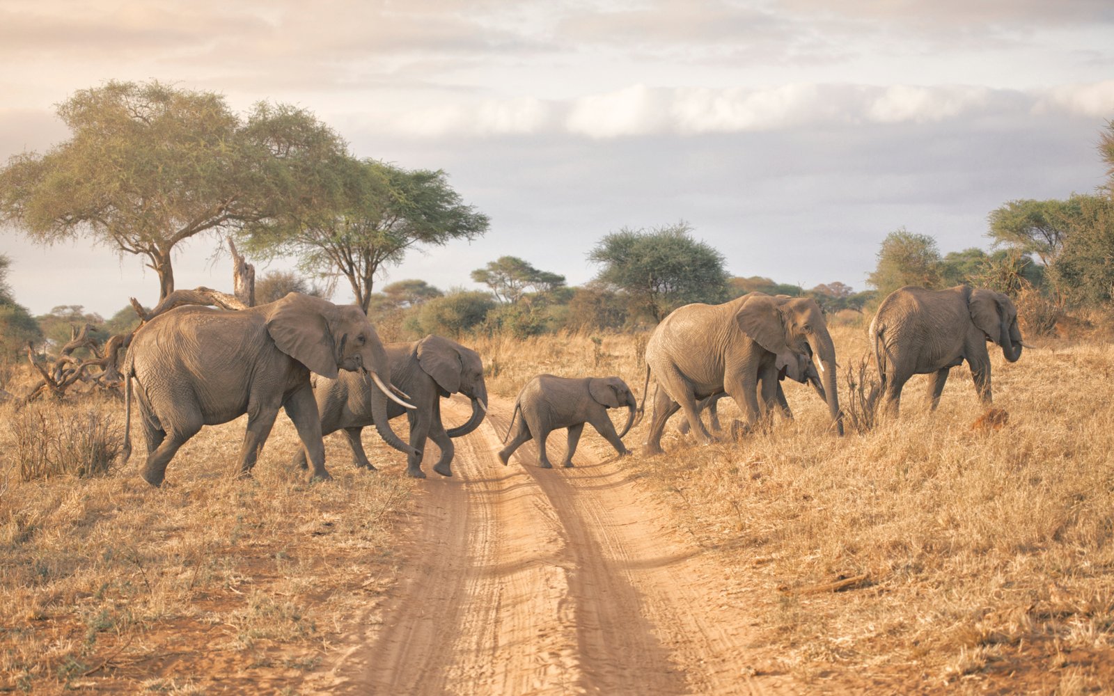 Elephant family in Serengeti