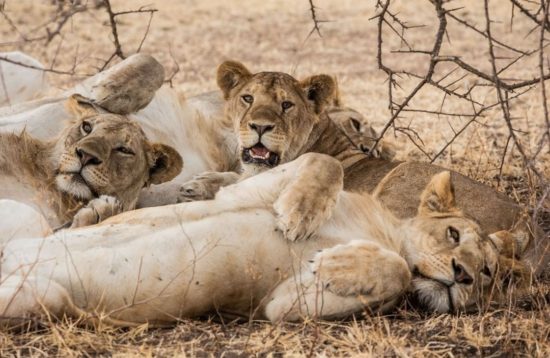 Tanzania lion