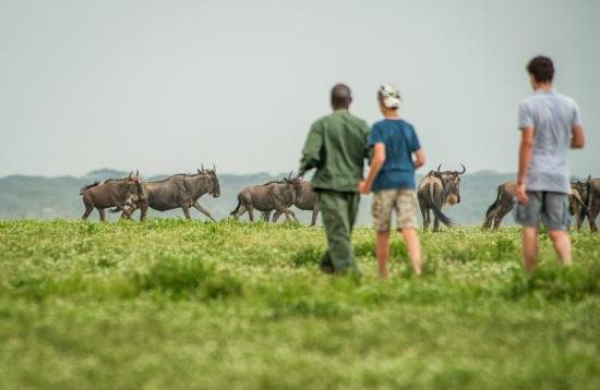 Serengeti walking safari