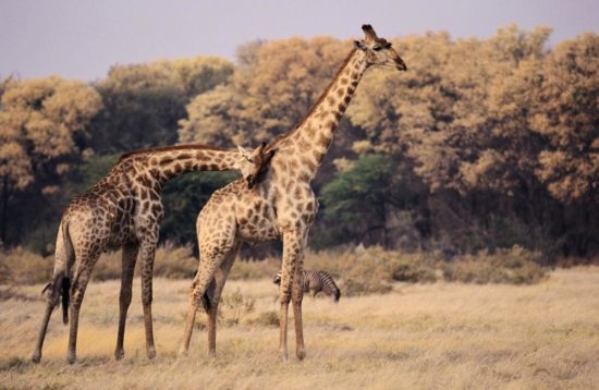 giraffe in tarangire