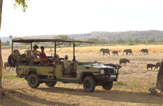 Elephant-and-Buffalo