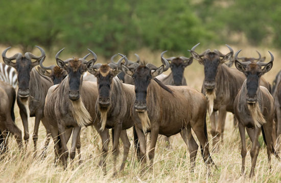 great migration in serengeti