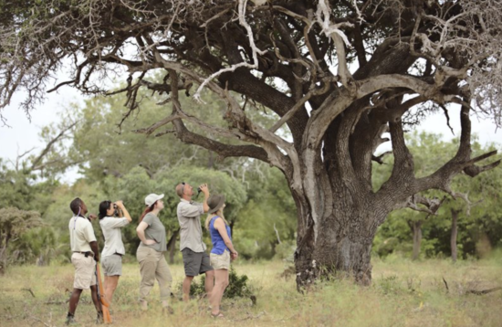 Ruaha walking safari