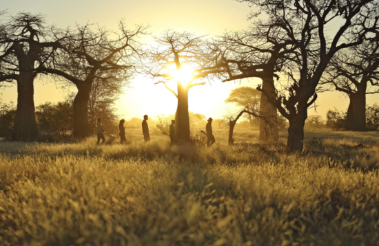 ruaha walking safari