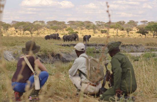 Tarangire walking safari