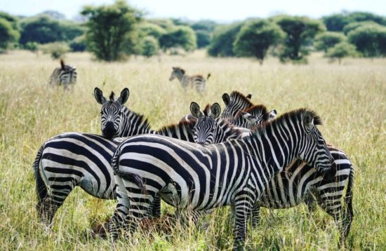 Serengeti National park