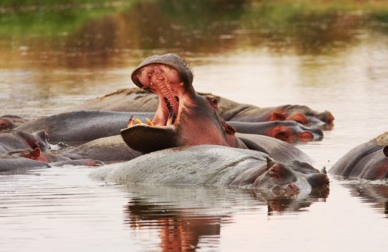 Hippos in the pool