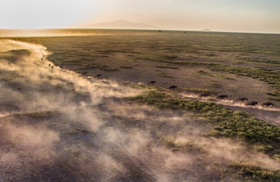 The great migration in serengeti national park