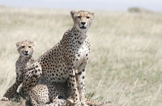 Cheetah on the stone