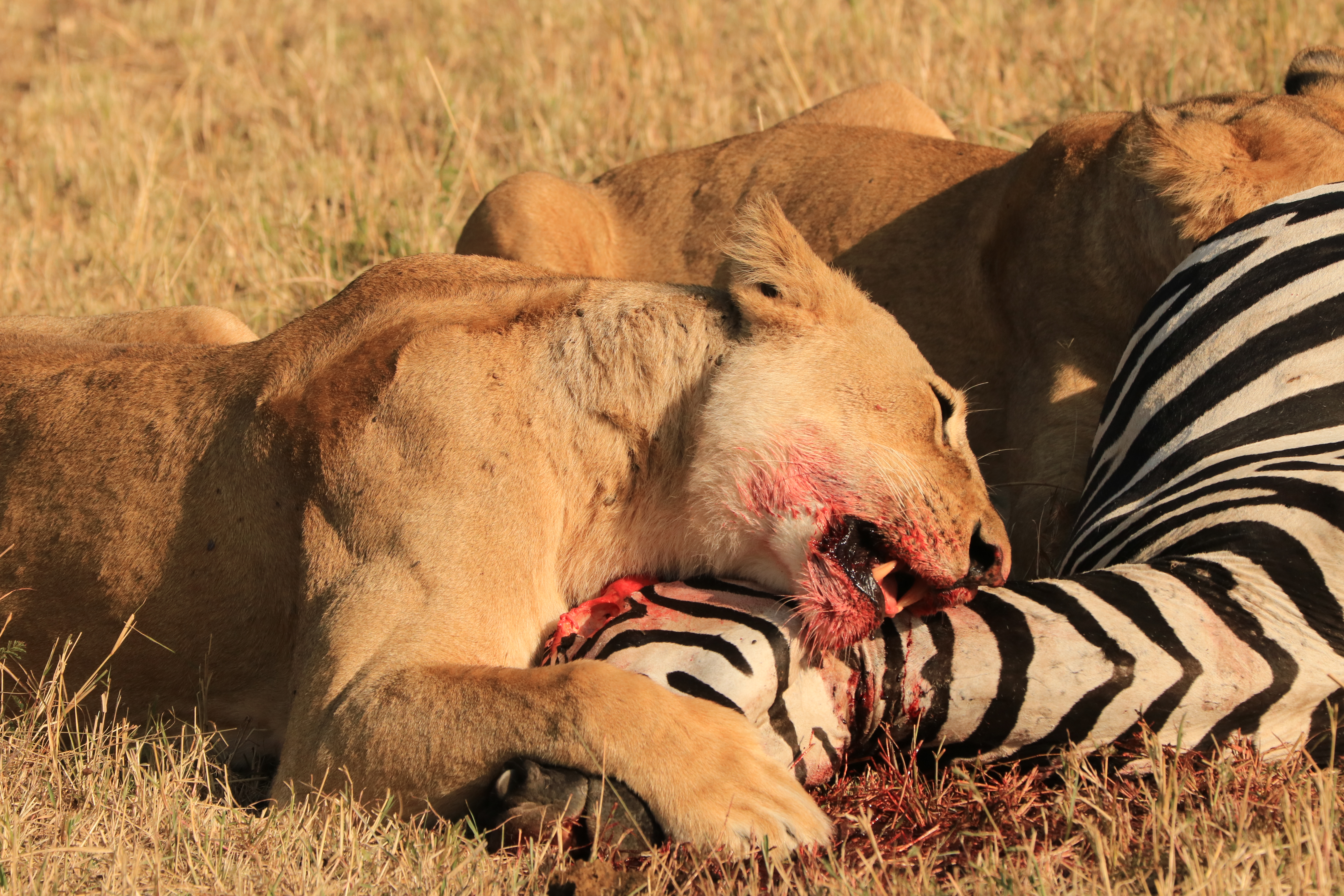 LION EATING ZEBRA IN SERENGETI