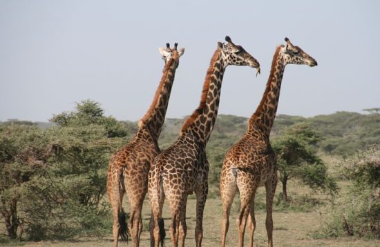 Tarangire national park