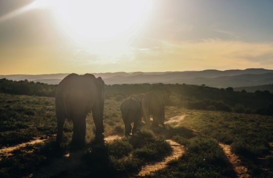 Big Elephants walking and sunset on the back ground