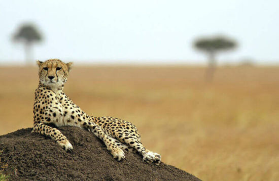 Serengeti wild life