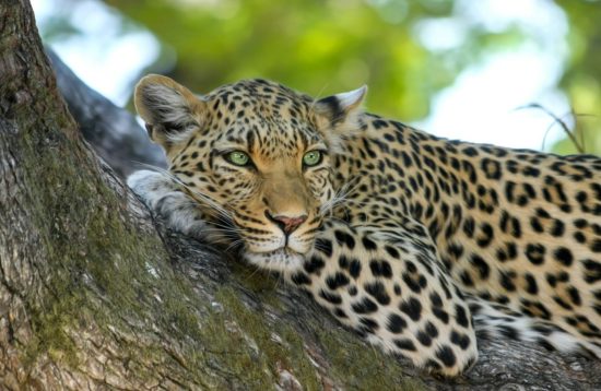 Leopard on tree