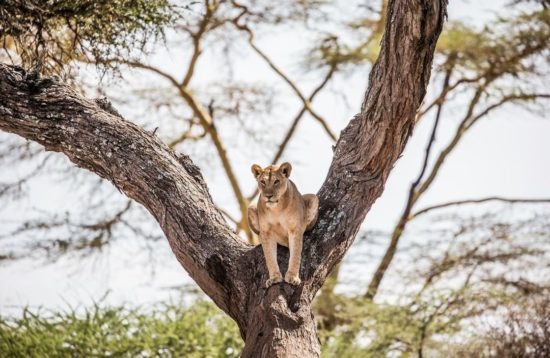 Lion tree climbers