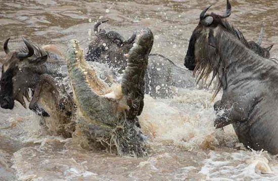 the migration in serengeti